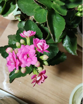 长寿花